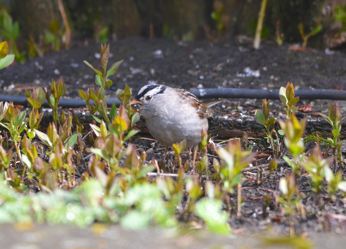 White-crowned Sparrow - ML619512047