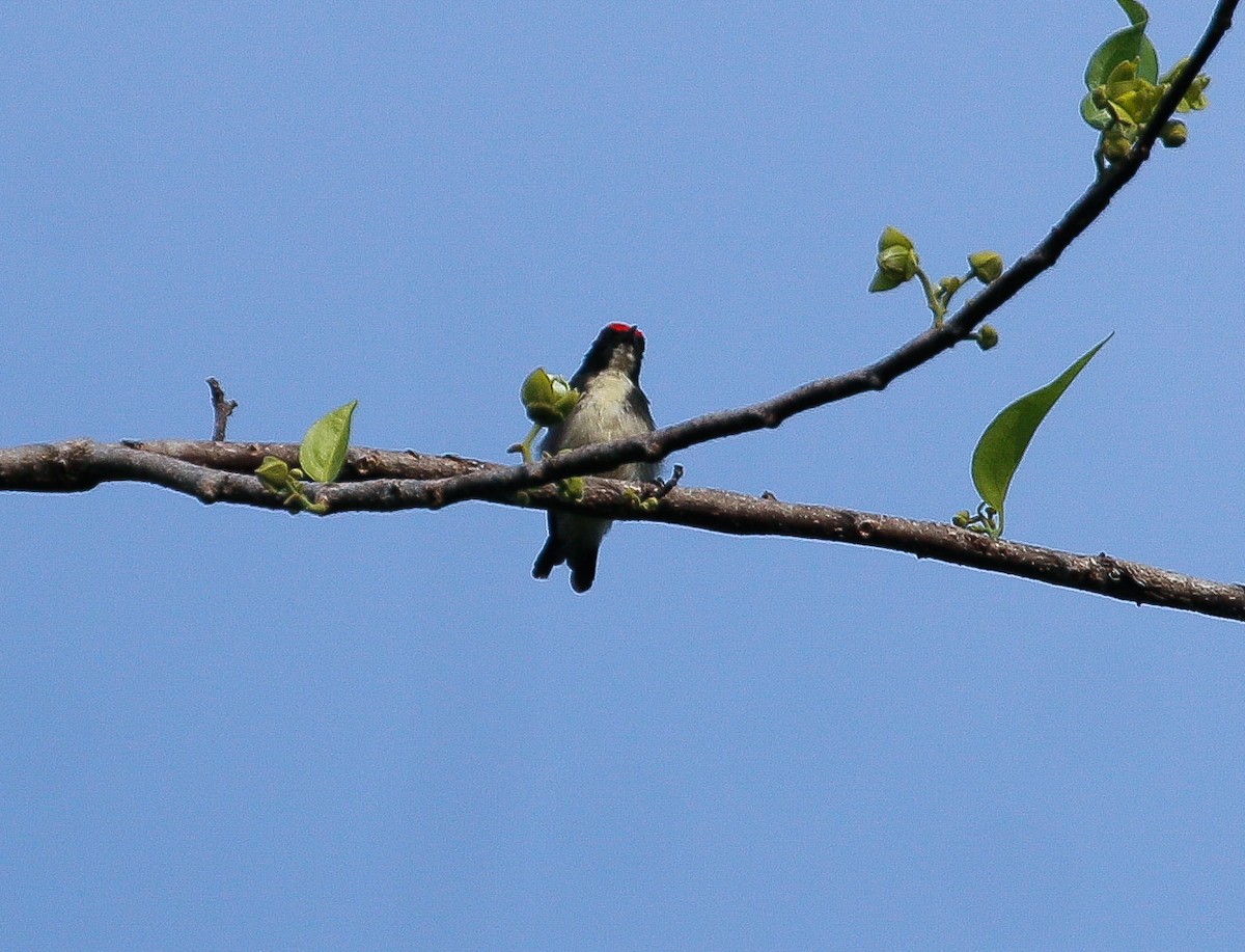 Scarlet-backed Flowerpecker - ML619512049