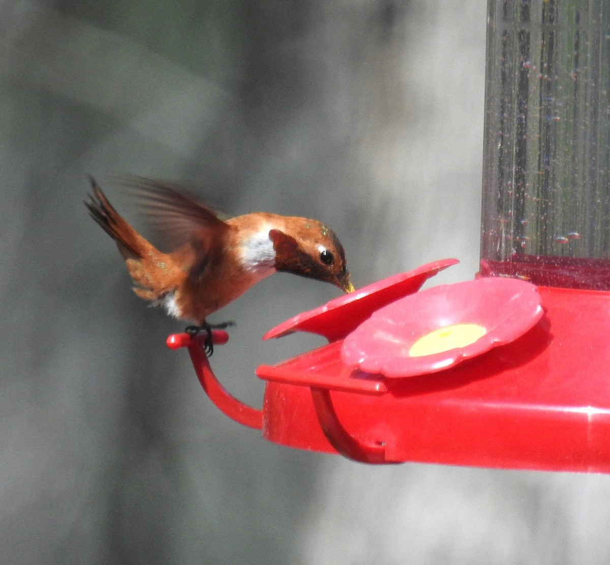 Rufous Hummingbird - ML619512053