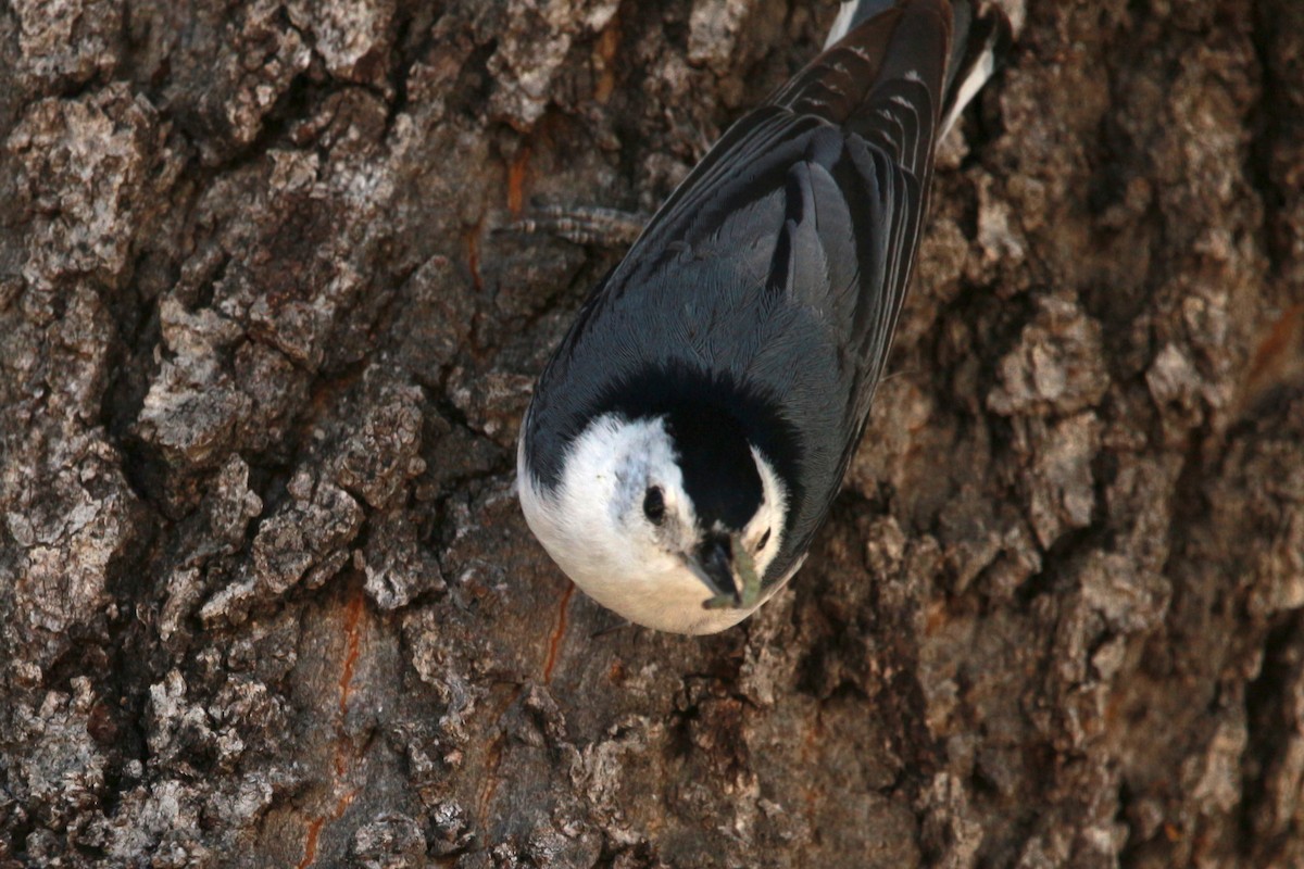White-breasted Nuthatch - ML619512103