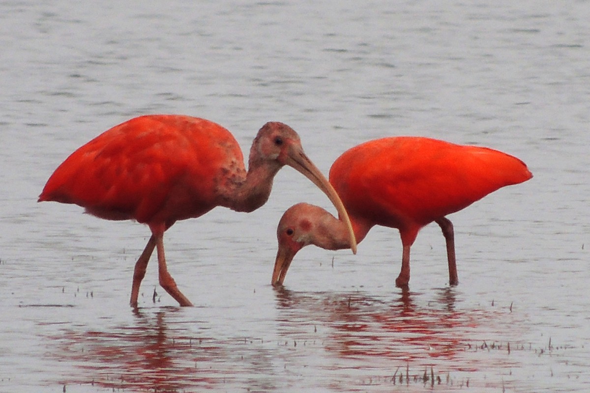 ibis rudý - ML619512116