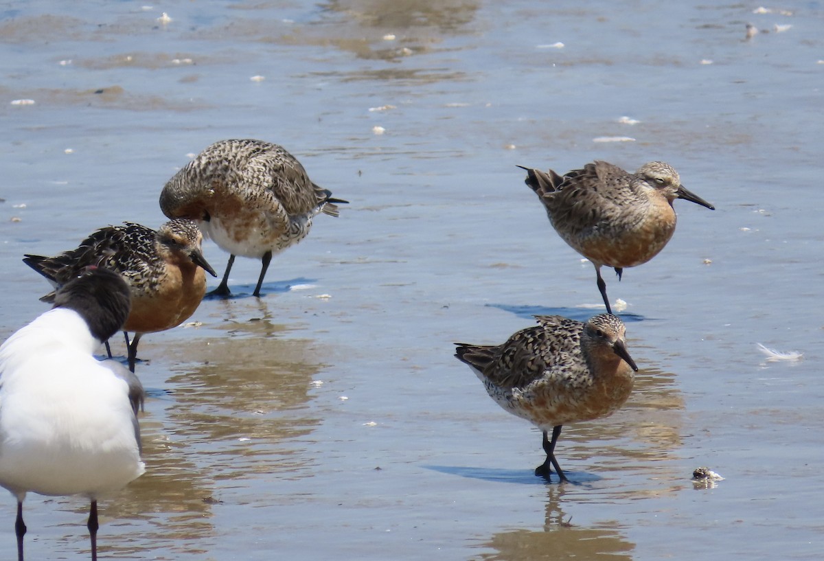 Red Knot - ML619512161