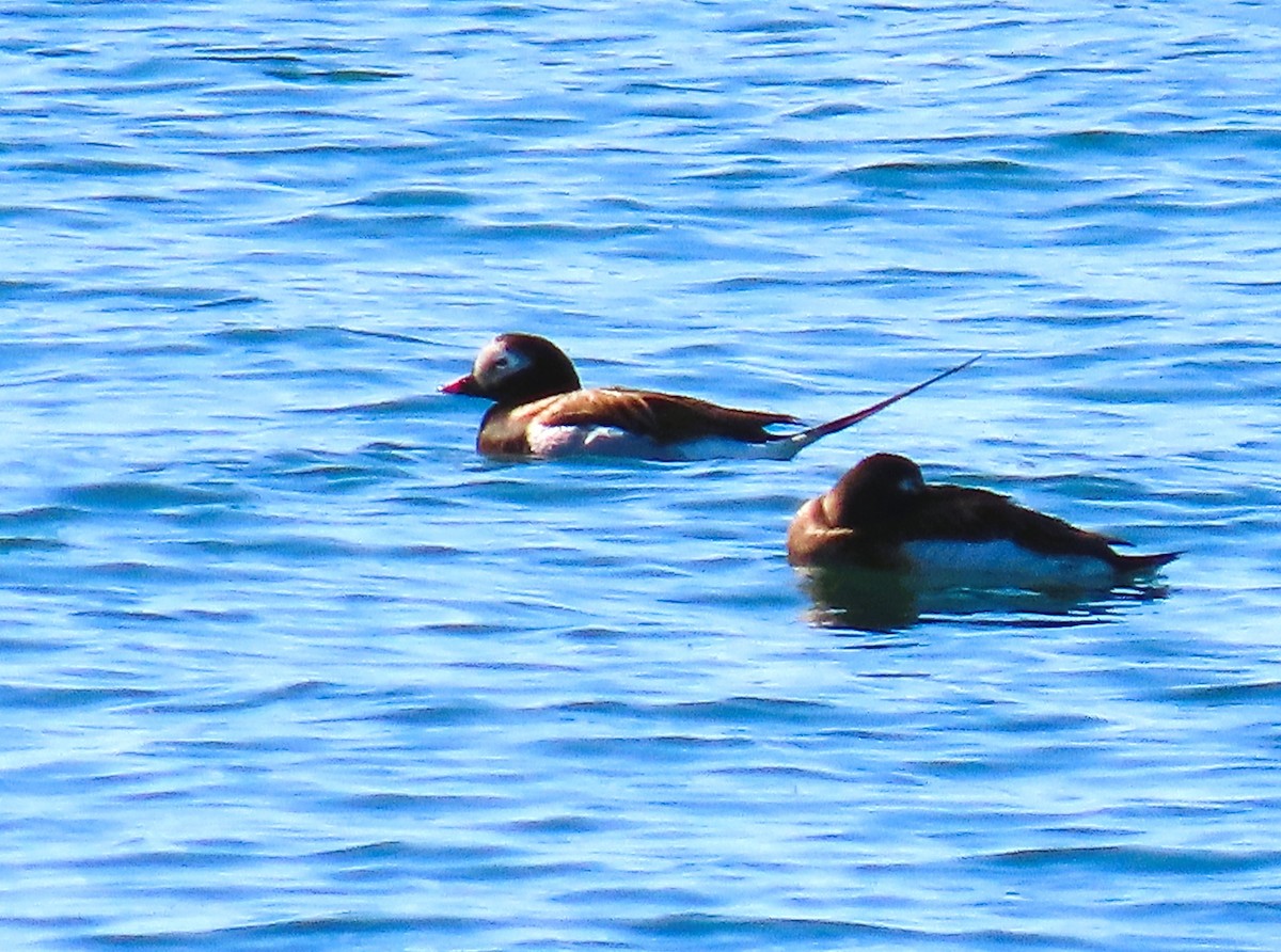 Long-tailed Duck - ML619512202