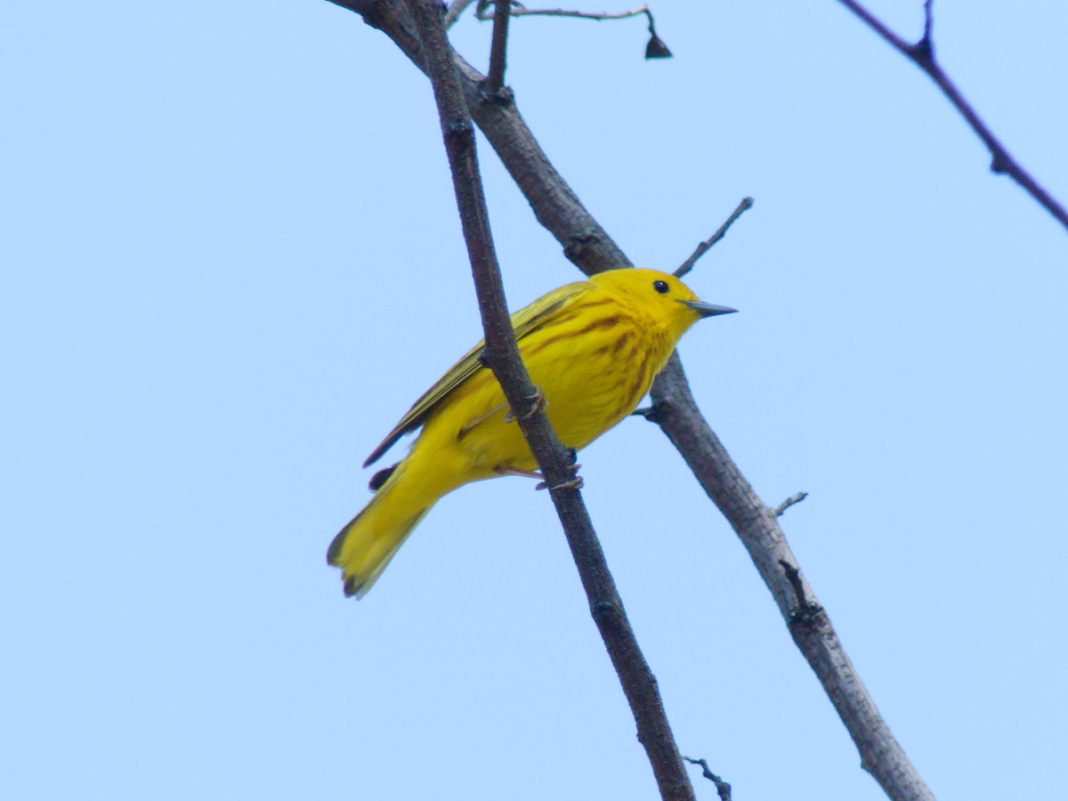 Yellow Warbler - ML619512247