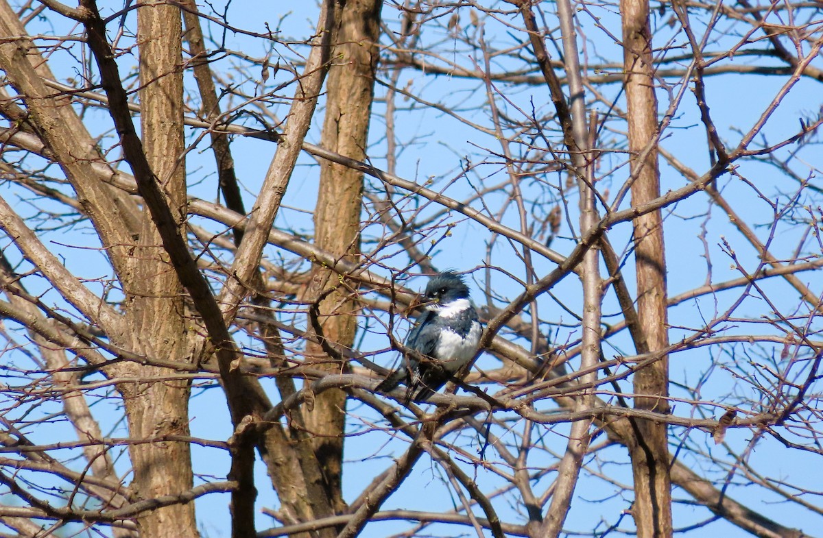 Belted Kingfisher - ML619512279