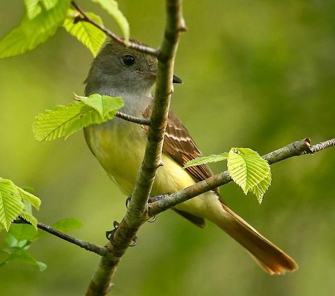 Great Crested Flycatcher - ML619512280