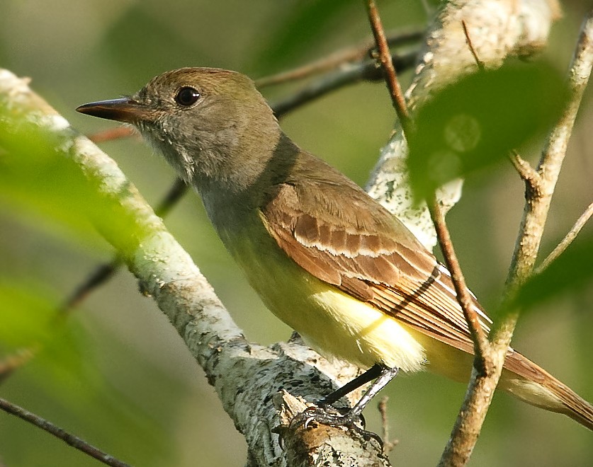 Great Crested Flycatcher - ML619512290