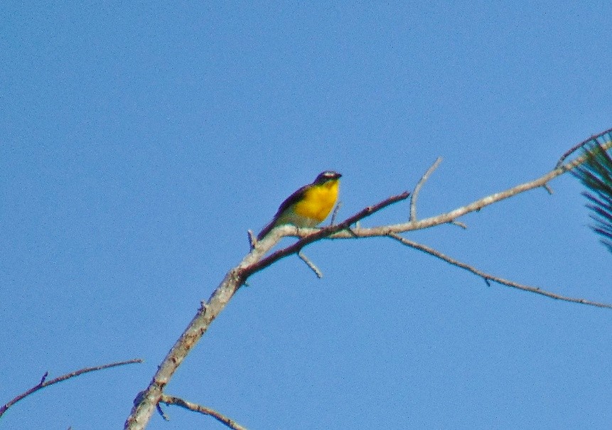 Yellow-breasted Chat - ML619512326