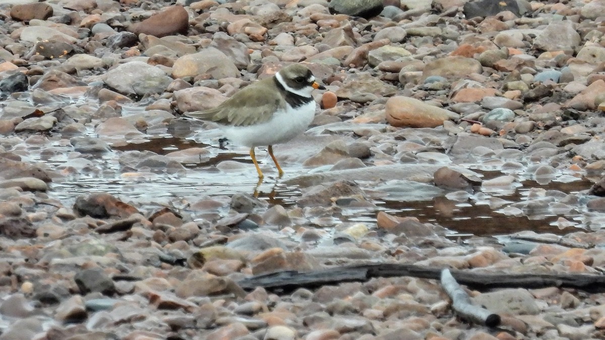 Semipalmated Plover - ML619512328