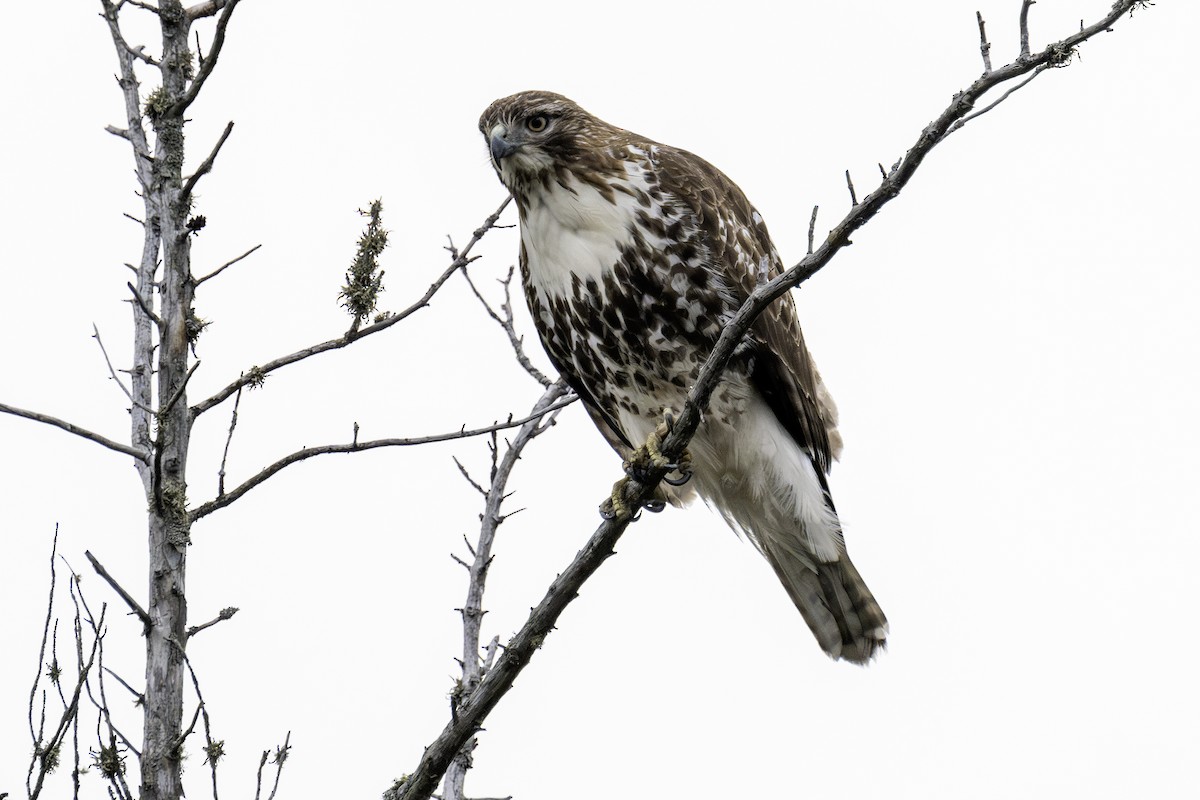 Red-tailed Hawk - ML619512336