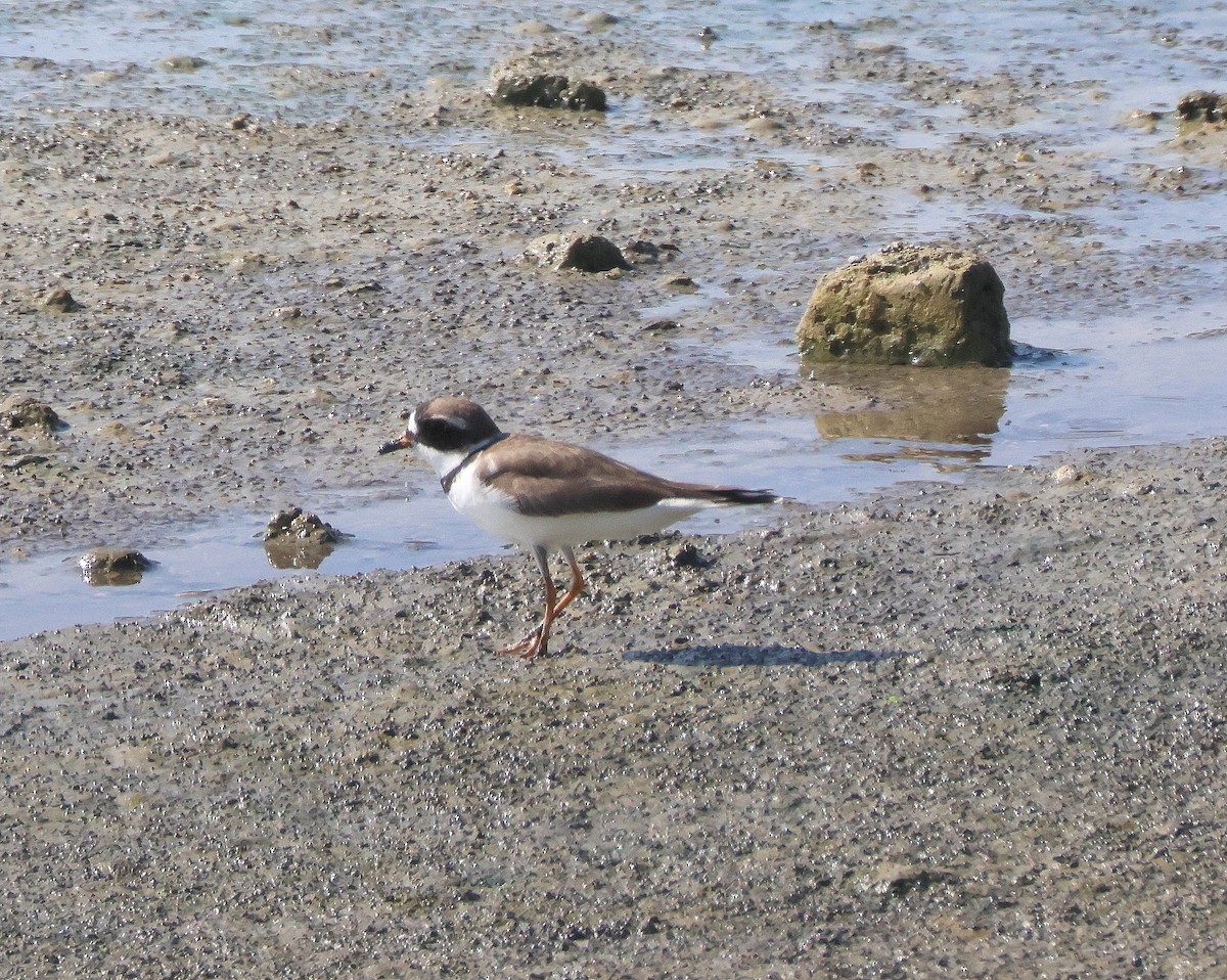 Semipalmated Plover - ML619512360