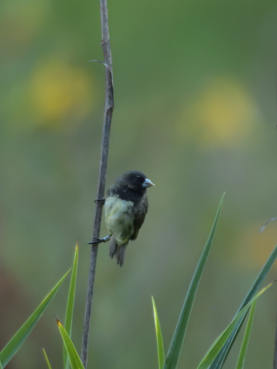 Yellow-bellied Seedeater - ML619512393