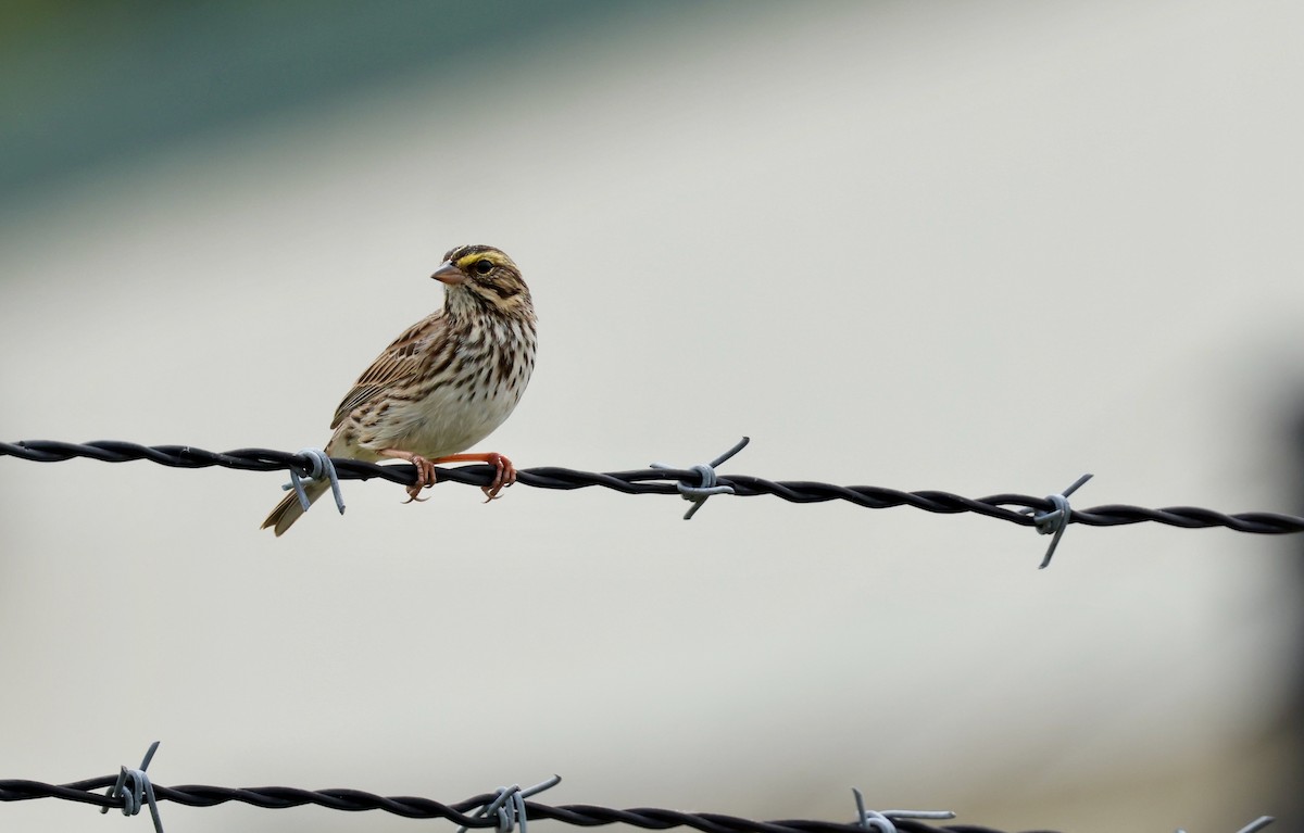 Savannah Sparrow - ML619512399