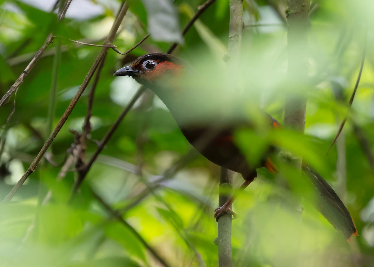 Red-faced Liocichla - ML619512405