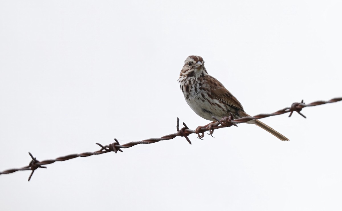 Song Sparrow - ML619512408