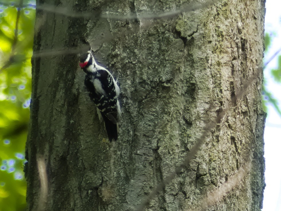 Downy Woodpecker - ML619512441