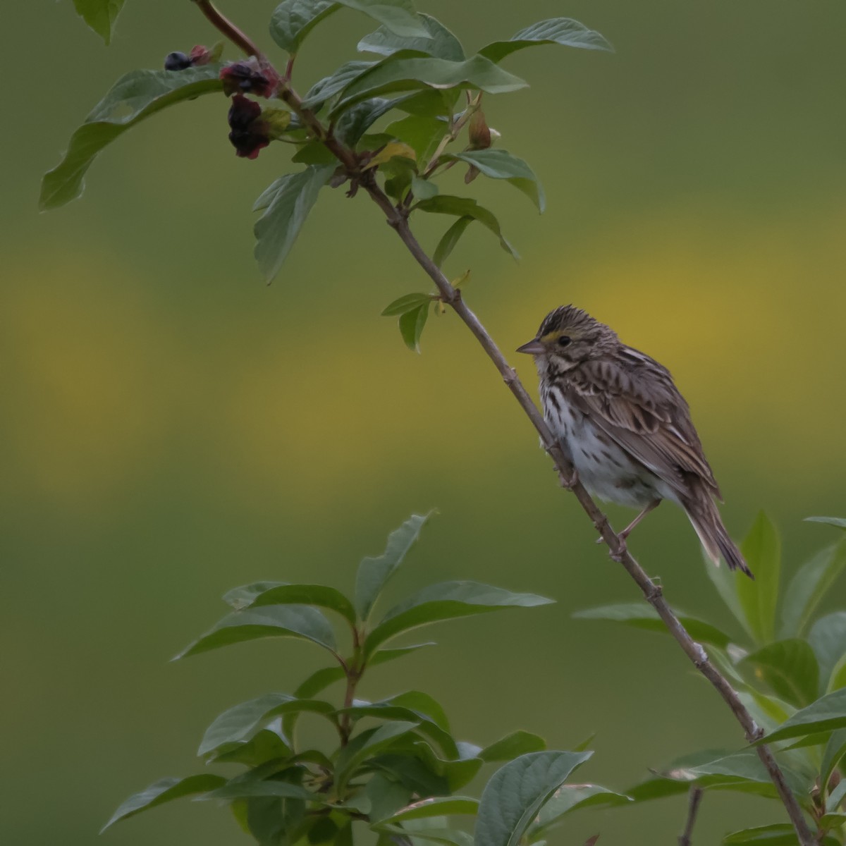 Savannah Sparrow - ML619512474