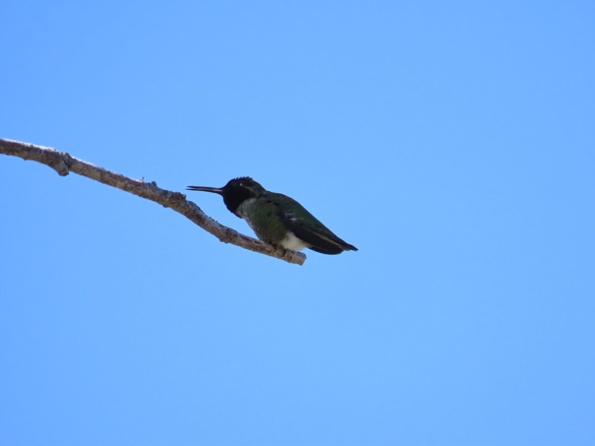 Anna's Hummingbird - ML619512477