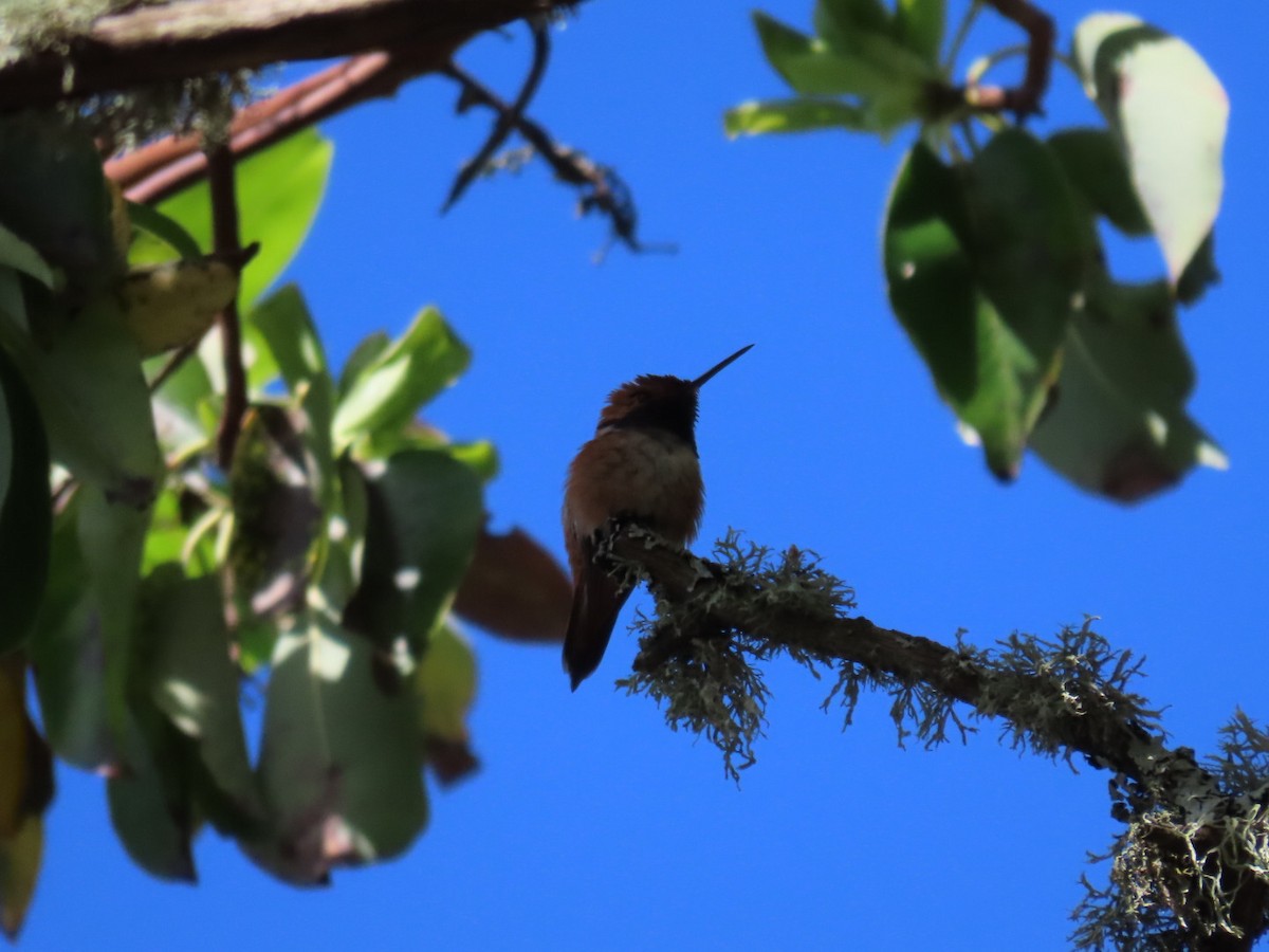 Rufous Hummingbird - ML619512481