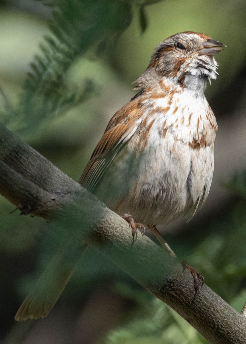 Rufous-winged Sparrow - ML619512493