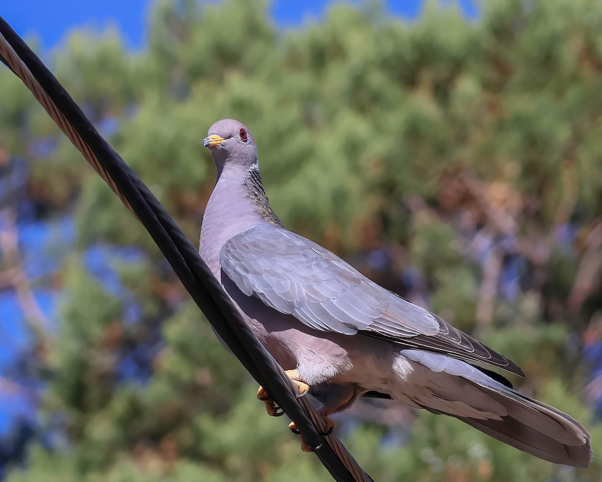 Band-tailed Pigeon - ML619512517