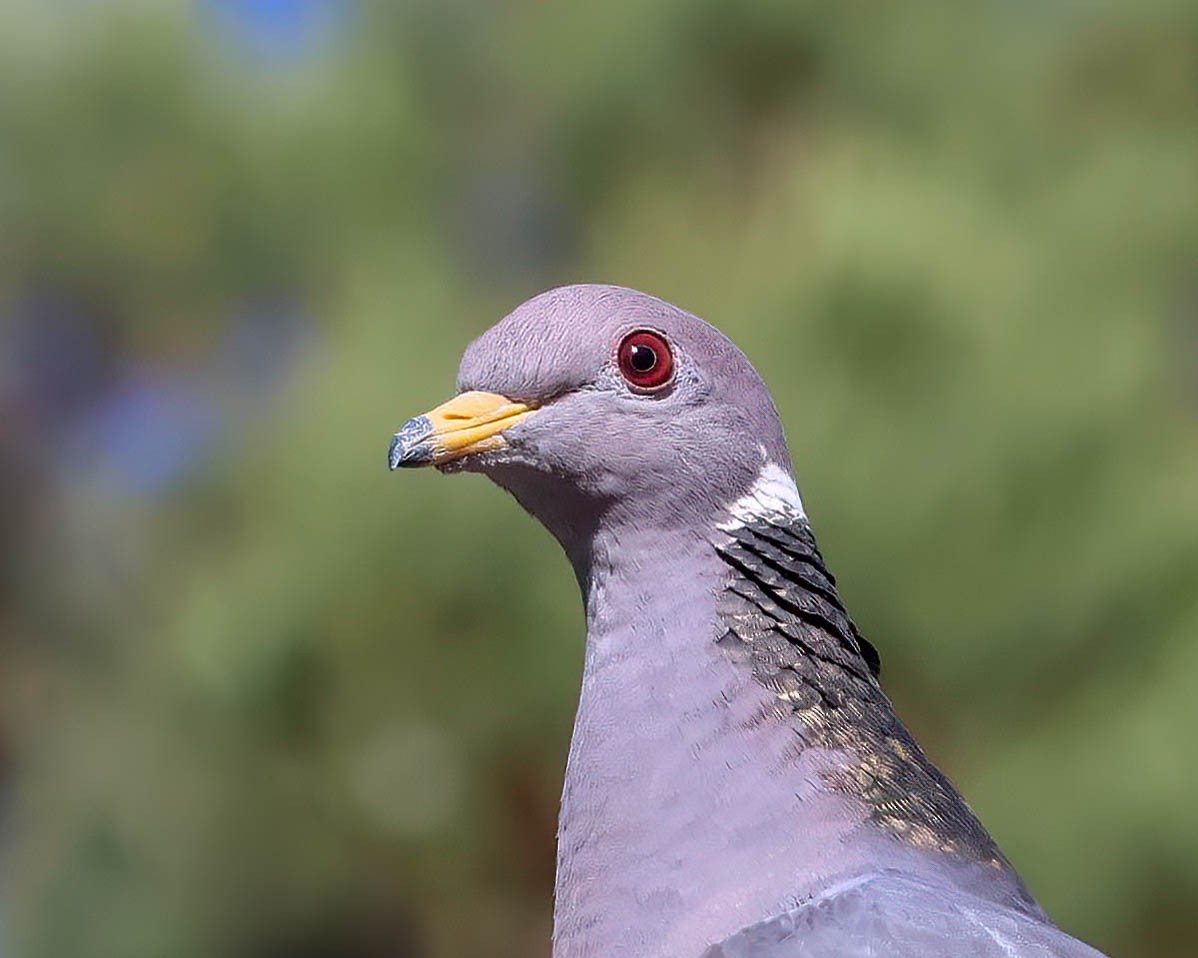 Band-tailed Pigeon - ML619512518