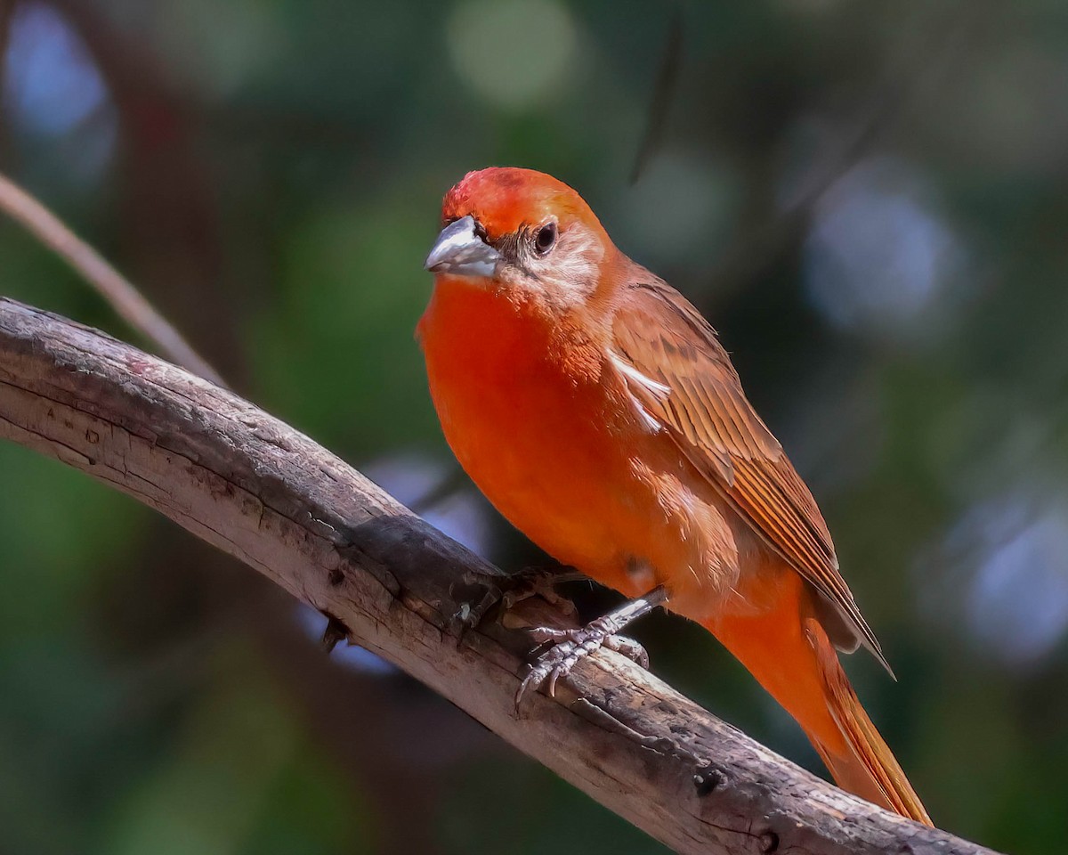 Hepatic Tanager - ML619512547