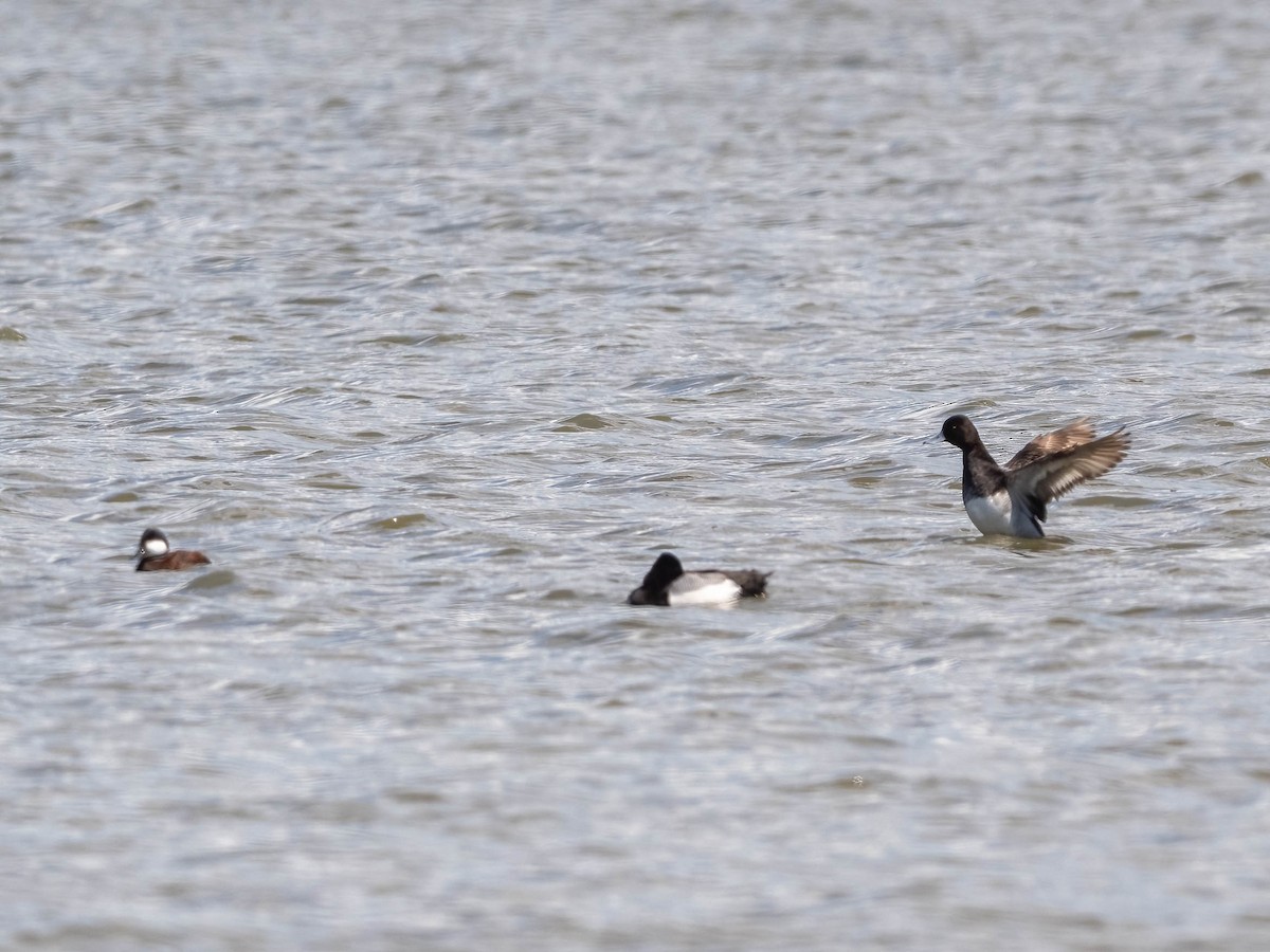Greater Scaup - ML619512566