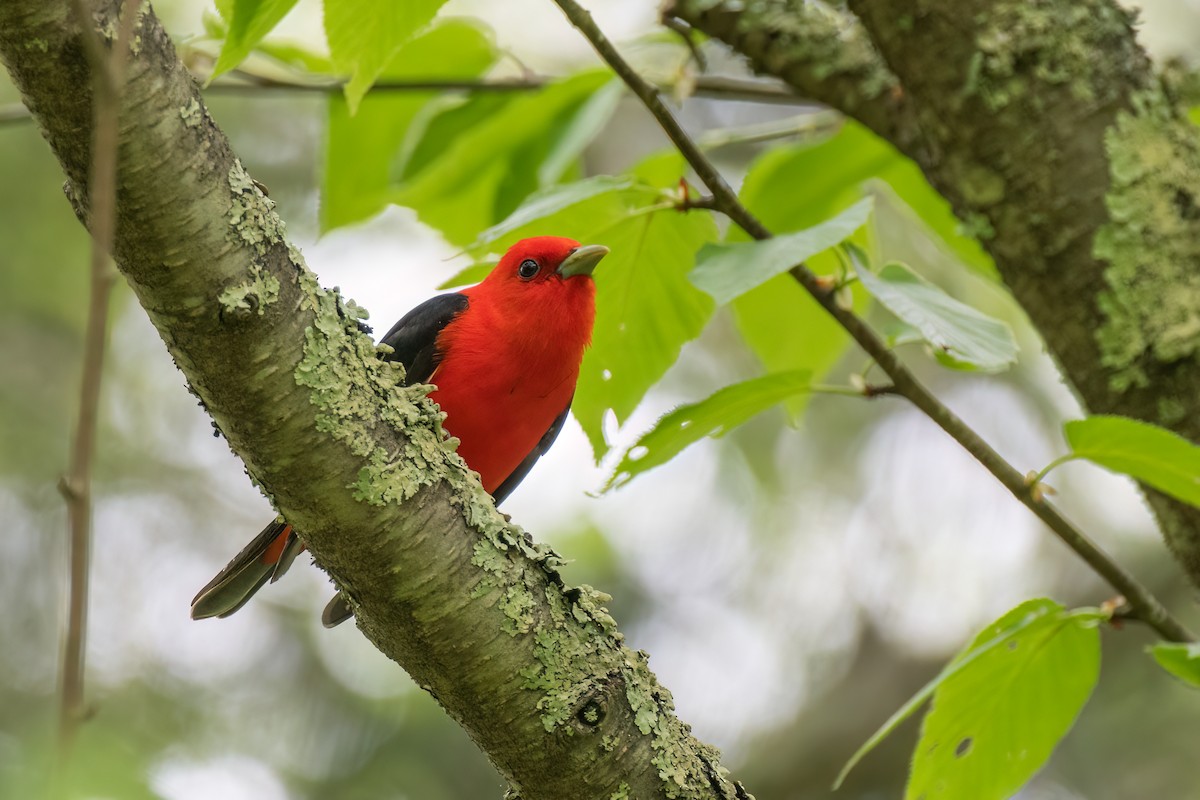 Scarlet Tanager - ML619512575