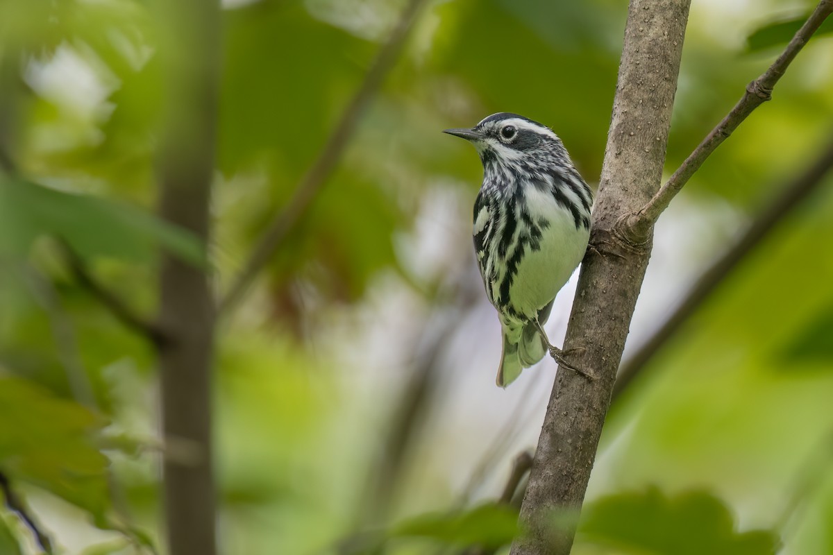 Black-and-white Warbler - ML619512593