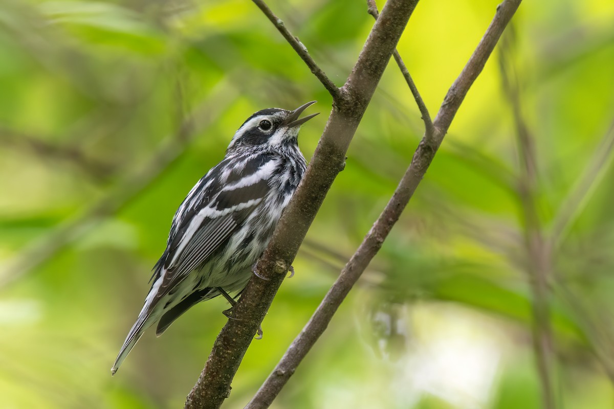 Black-and-white Warbler - ML619512594