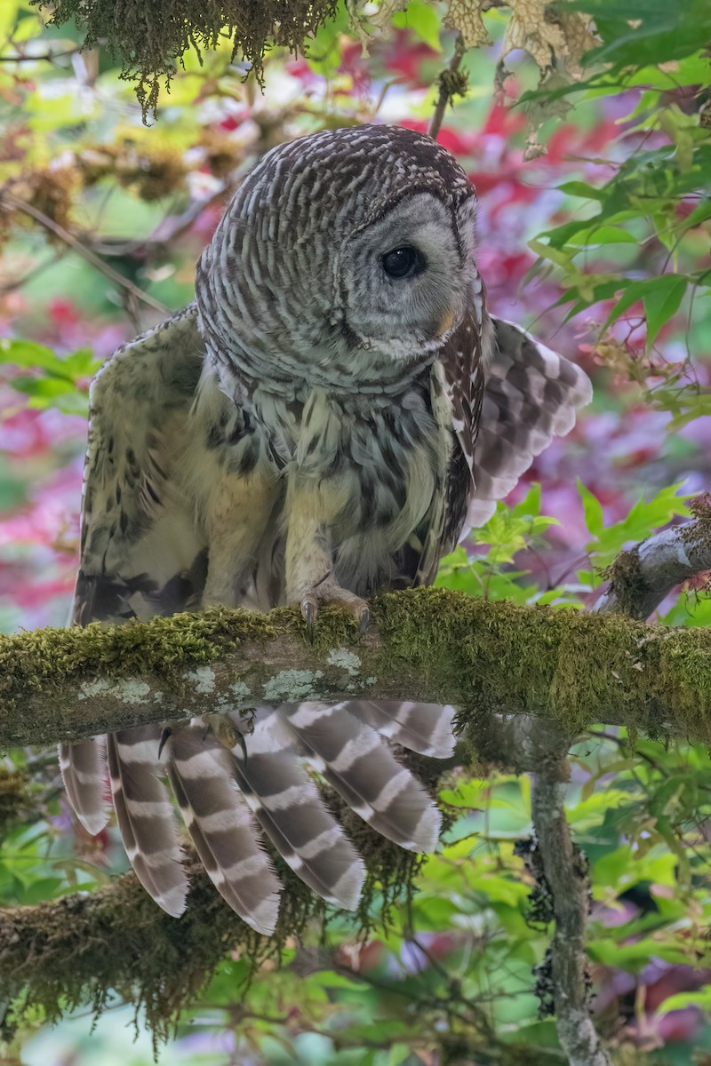 Barred Owl - ML619512641