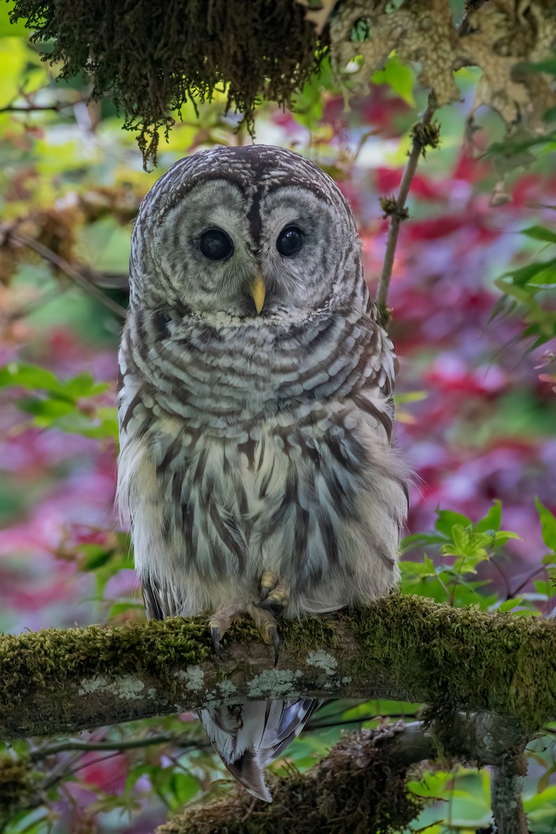 Barred Owl - ML619512648