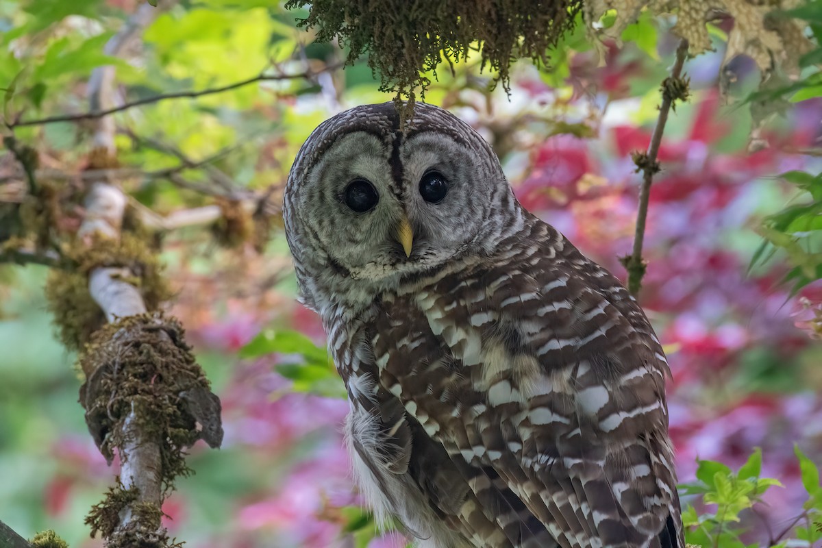 Barred Owl - ML619512649