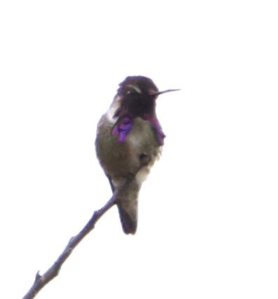 Costa's Hummingbird - ML619512652