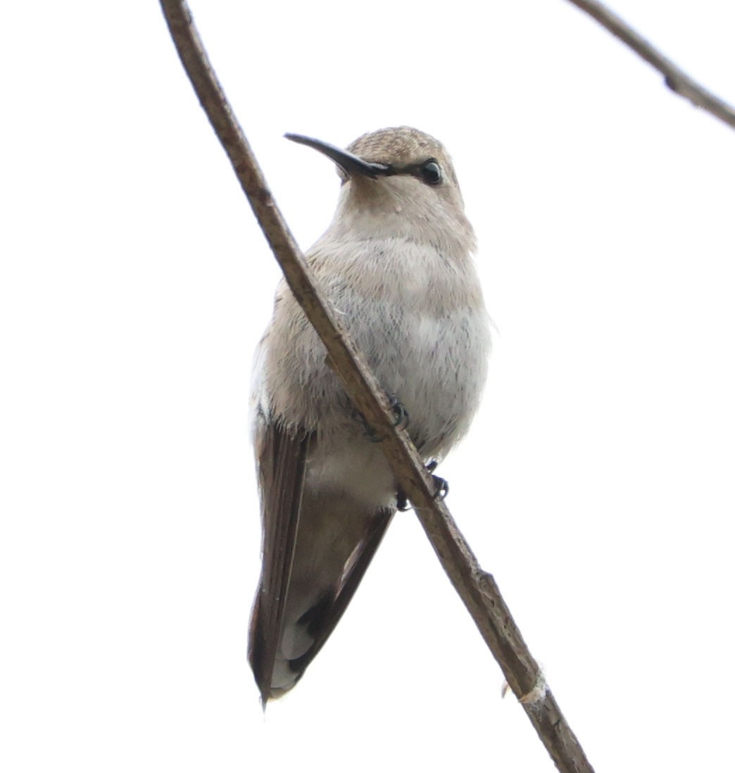 Costa's Hummingbird - ML619512654