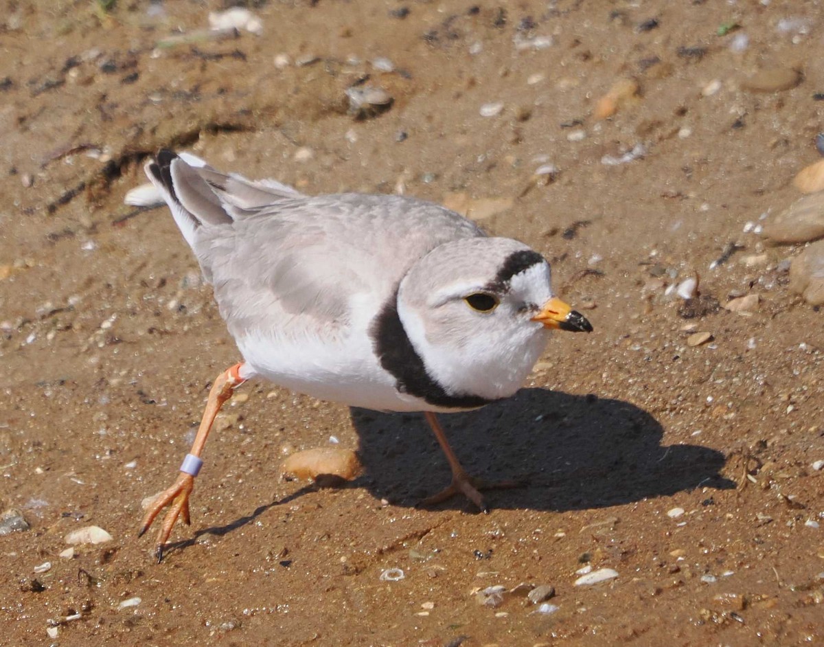 Piping Plover - ML619512656