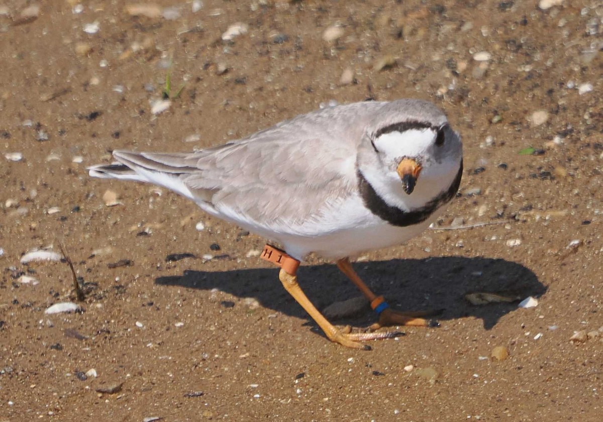 Piping Plover - ML619512657