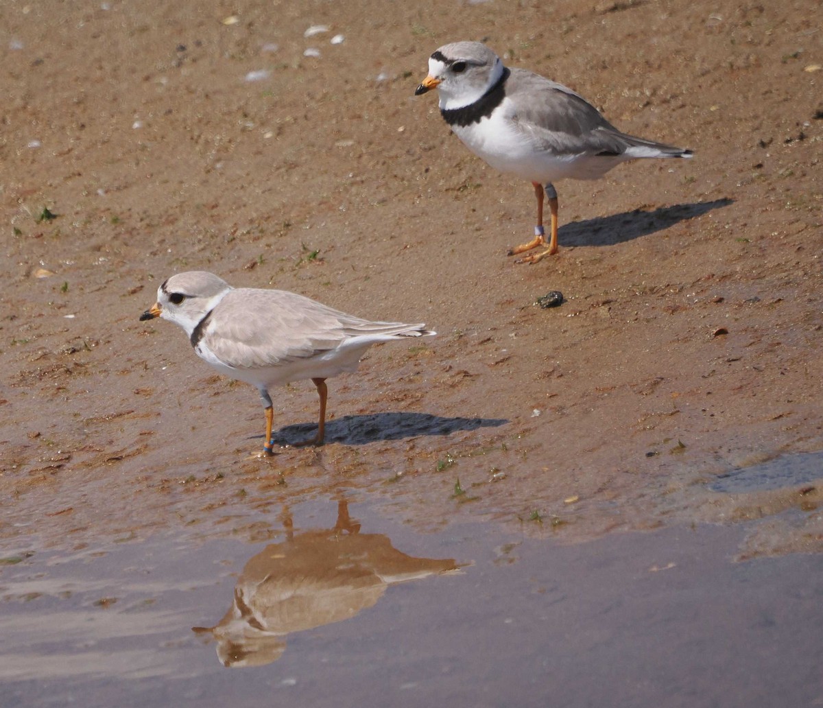 Piping Plover - ML619512658