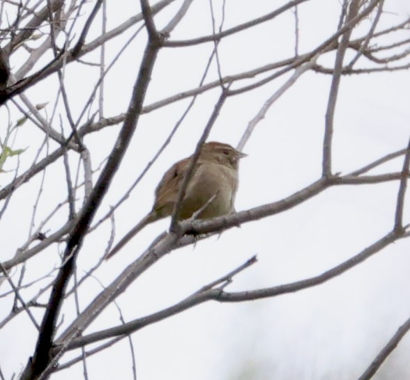 Rufous-crowned Sparrow - ML619512709