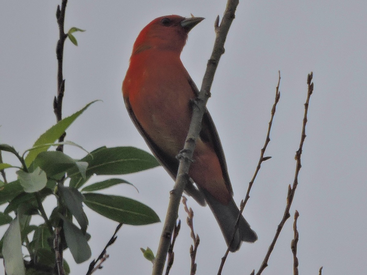Scarlet Tanager - ML619512718