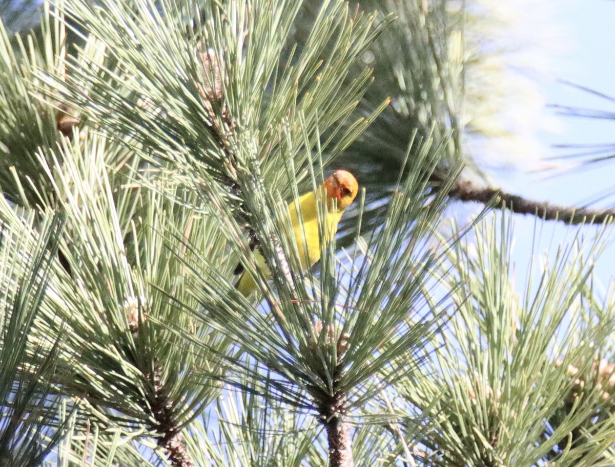 Western Tanager - ML619512726