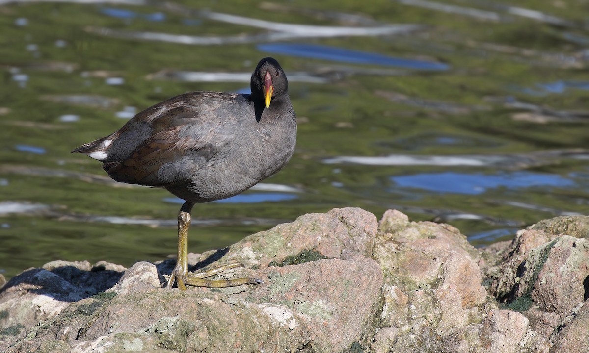 Red-fronted Coot - ML619512727