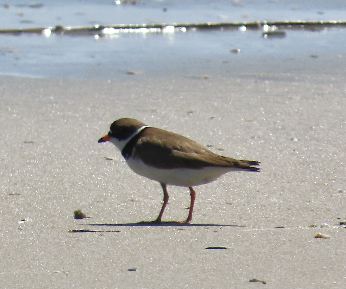 Semipalmated Plover - ML619512742