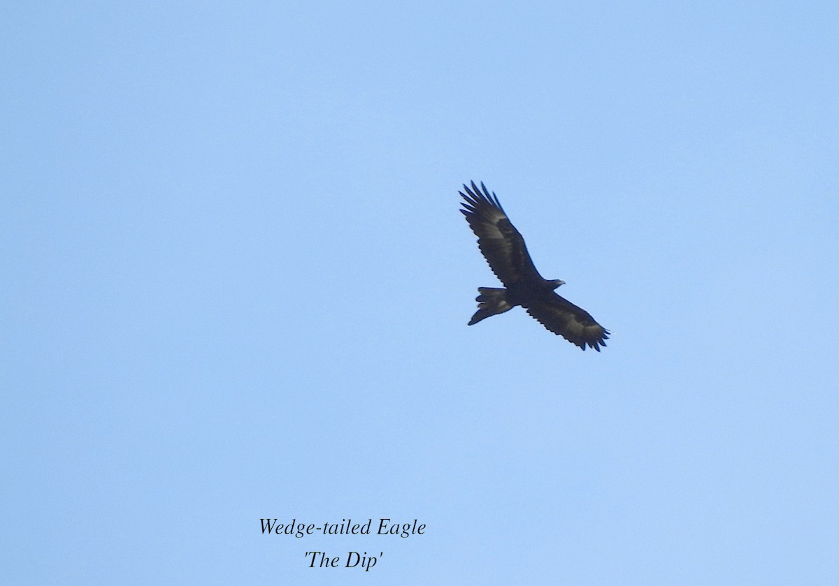 Wedge-tailed Eagle - ML619512768