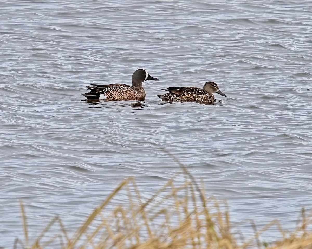 Blue-winged Teal - ML619512779