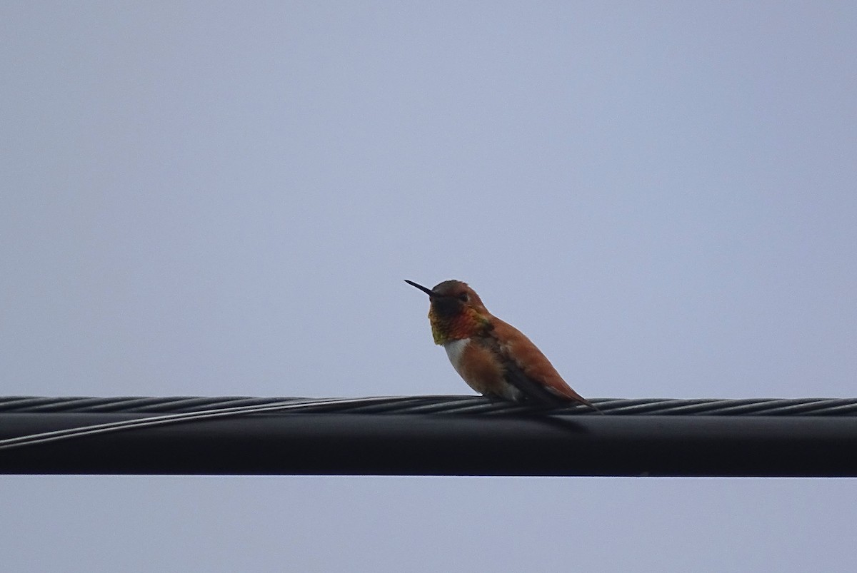 Rufous Hummingbird - ML619512805