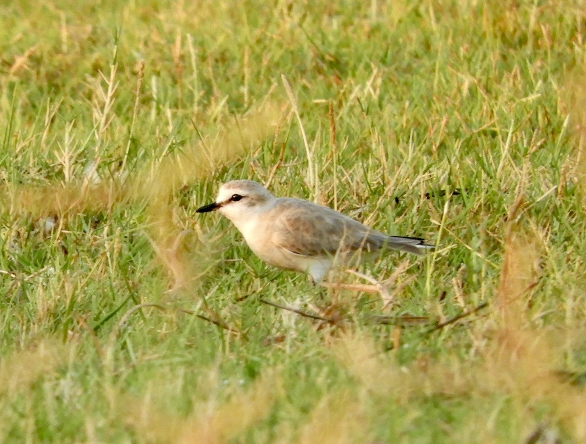 White-fronted Plover - ML619512812