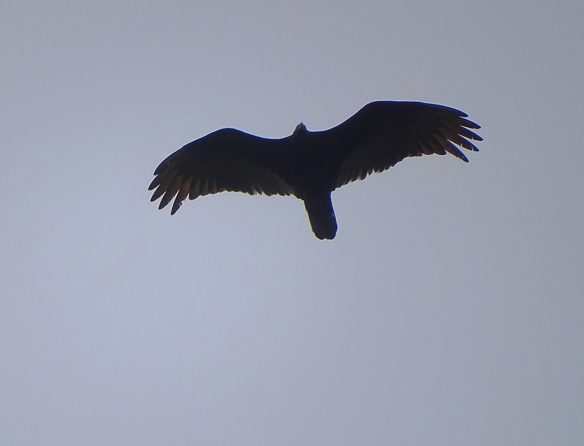 Turkey Vulture - ML619512827