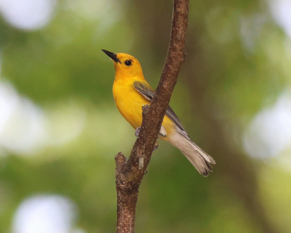 Prothonotary Warbler - ML619512832